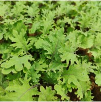 *Red Russian Kale-200gm  (200gms)  (by Satva Farm)